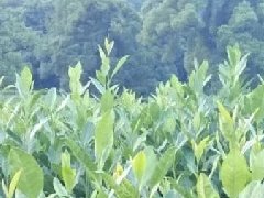 2000亿市场在望！5G与智慧农业“你侬我侬”